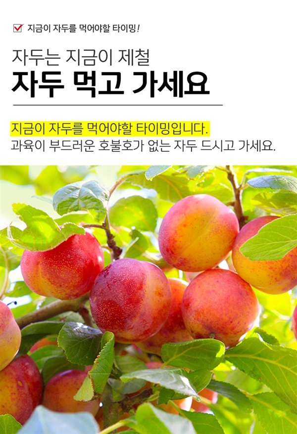 하우스 대석자두 1kg 20~30과